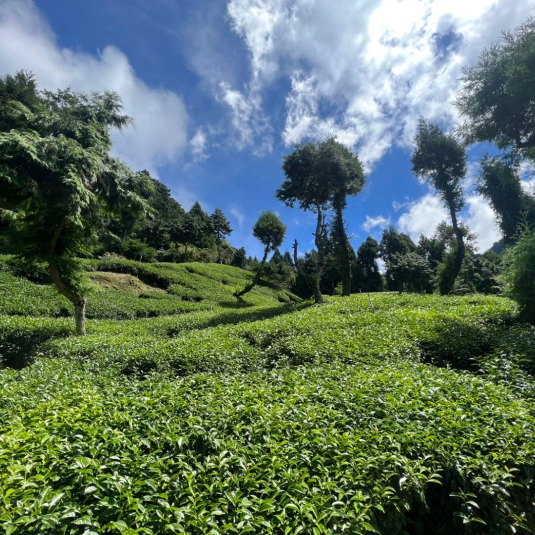 Huagang Water Source (High Mountain Oolong Tea)