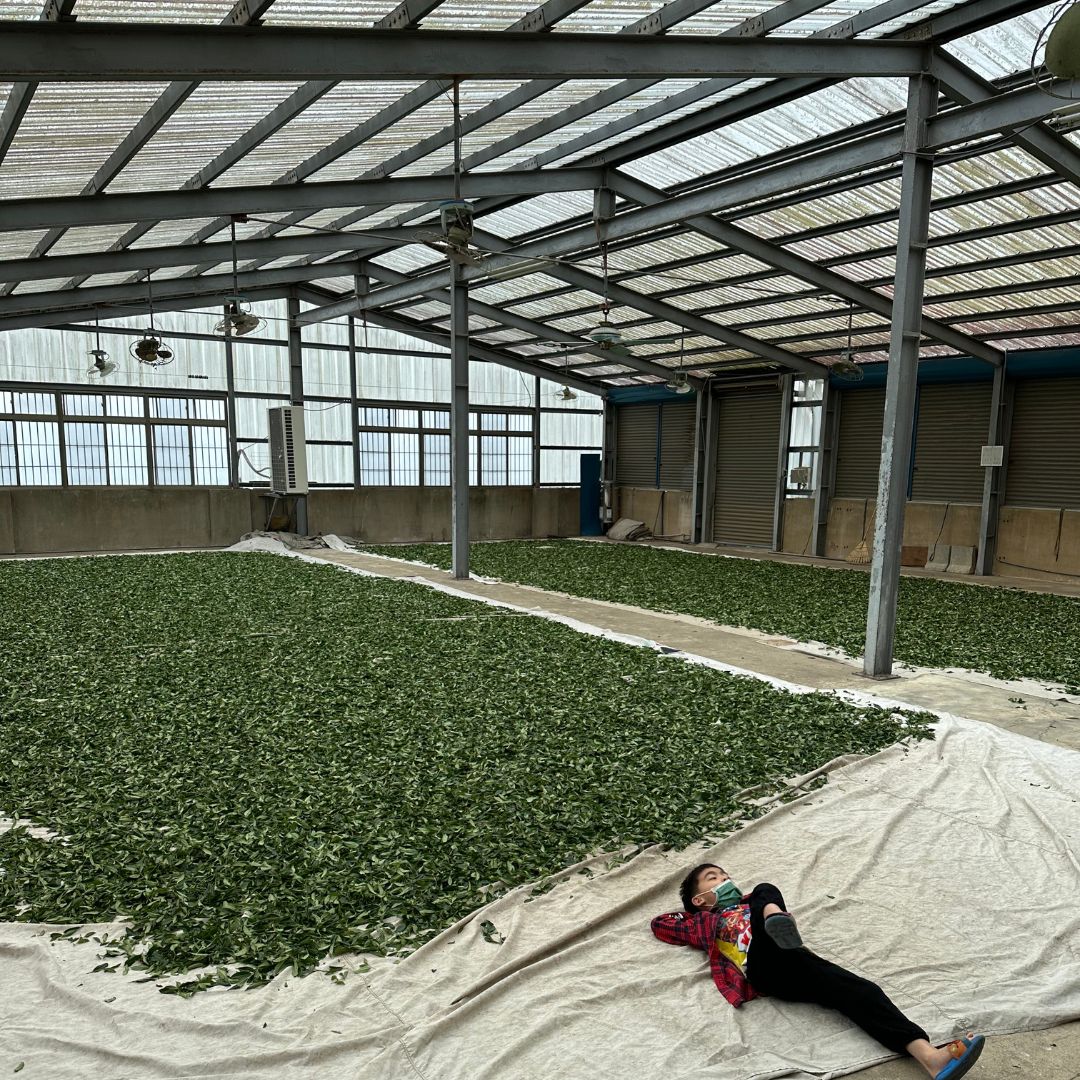 Alishan Qing Xin (High Mountain Oolong Tea)