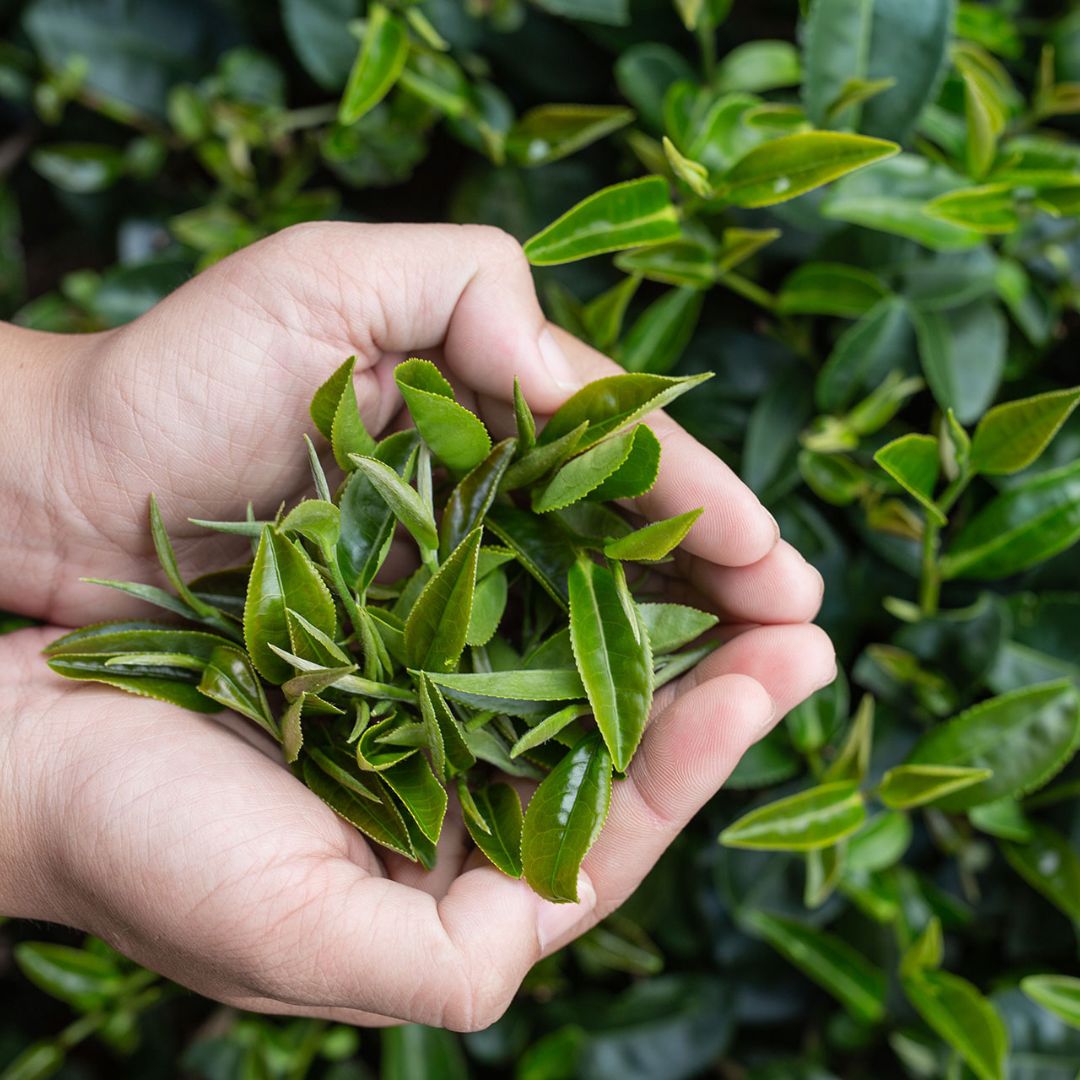 Alishan Jin Xuan (High Mountain Oolong Tea)