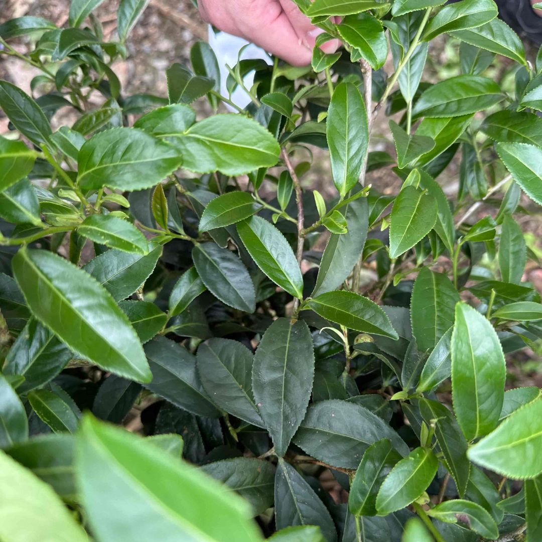 Alishan Qing Xin (High Mountain Oolong Tea)