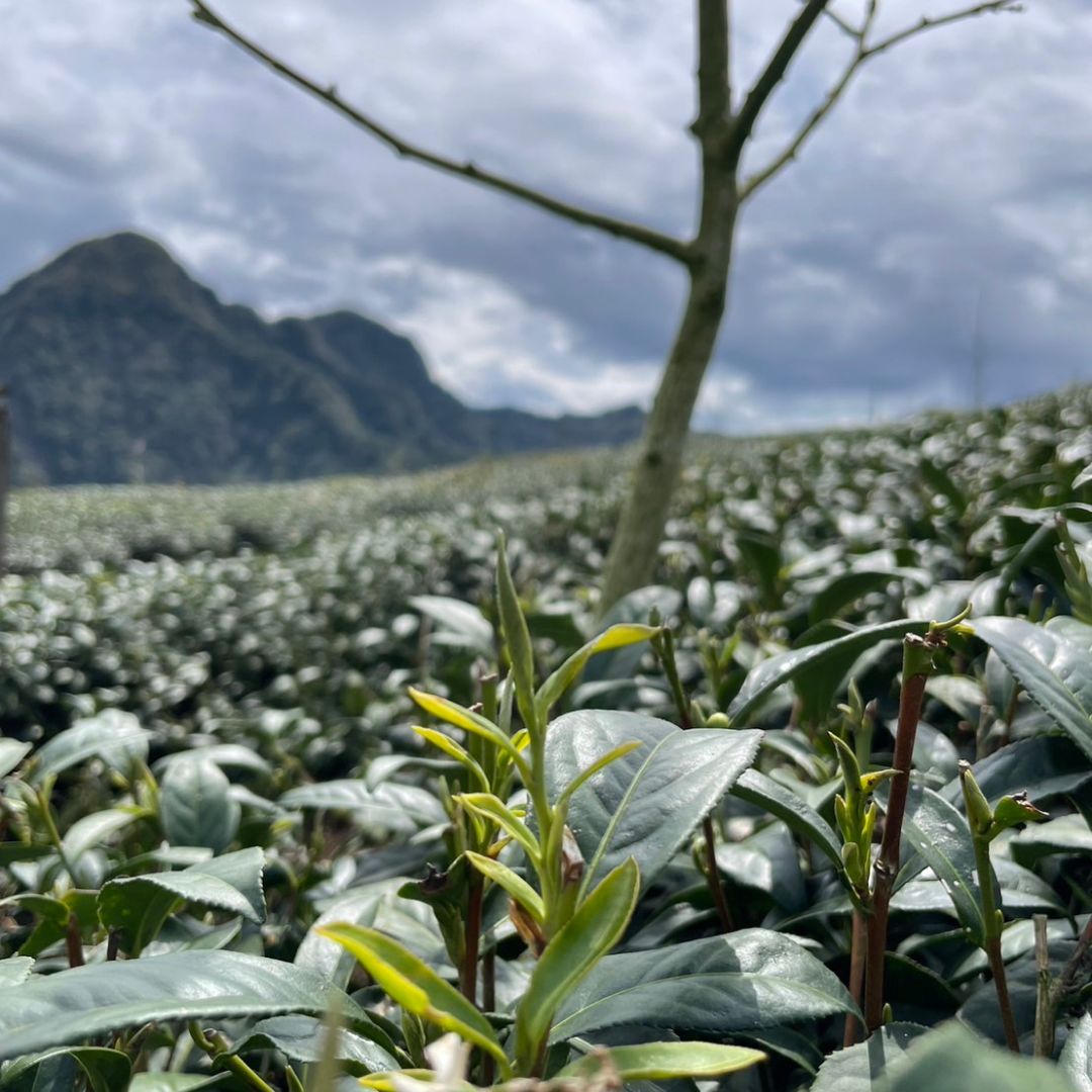 Alishan Jin Xuan (High Mountain Oolong Tea)