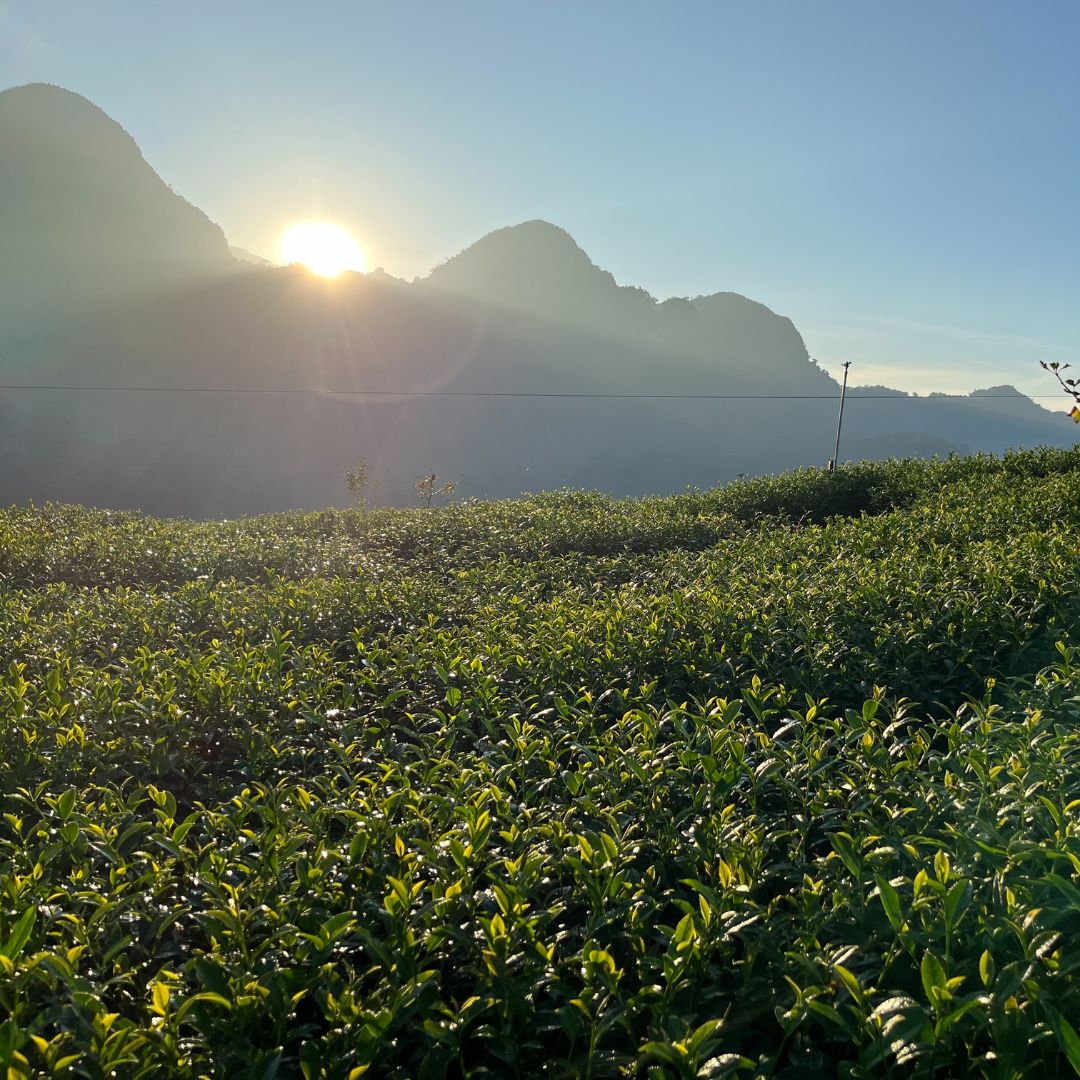 Alishan Jin Xuan (High Mountain Oolong Tea)