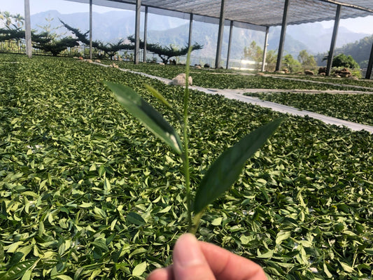 Taiwan Tea Leaf