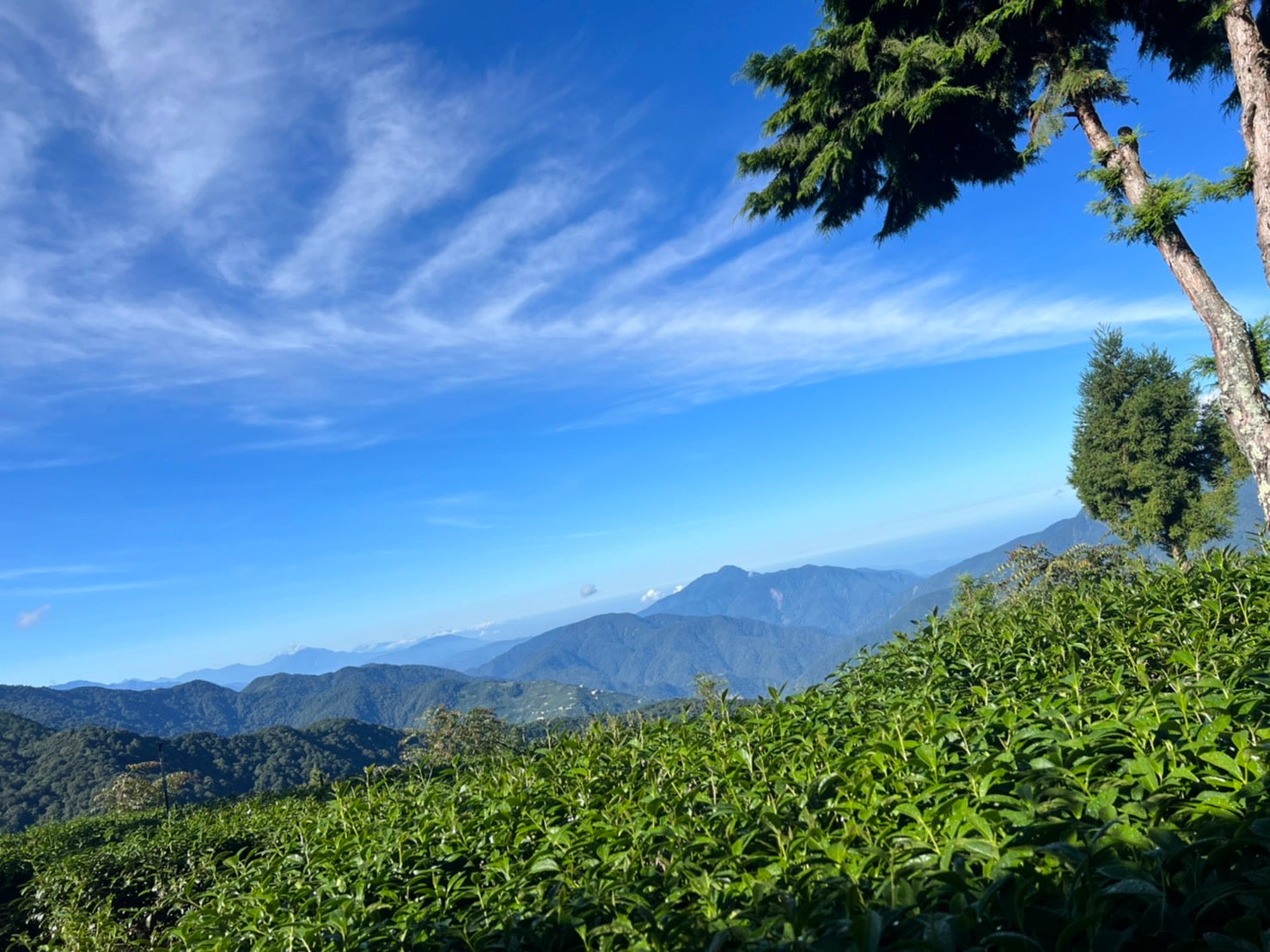 Tea Collections – Trans Pacific Tea