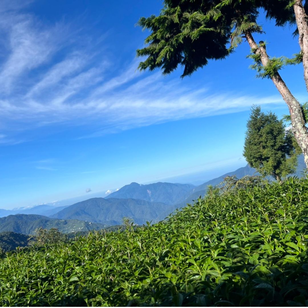 Huagang Water Source (High Mountain Oolong Tea)