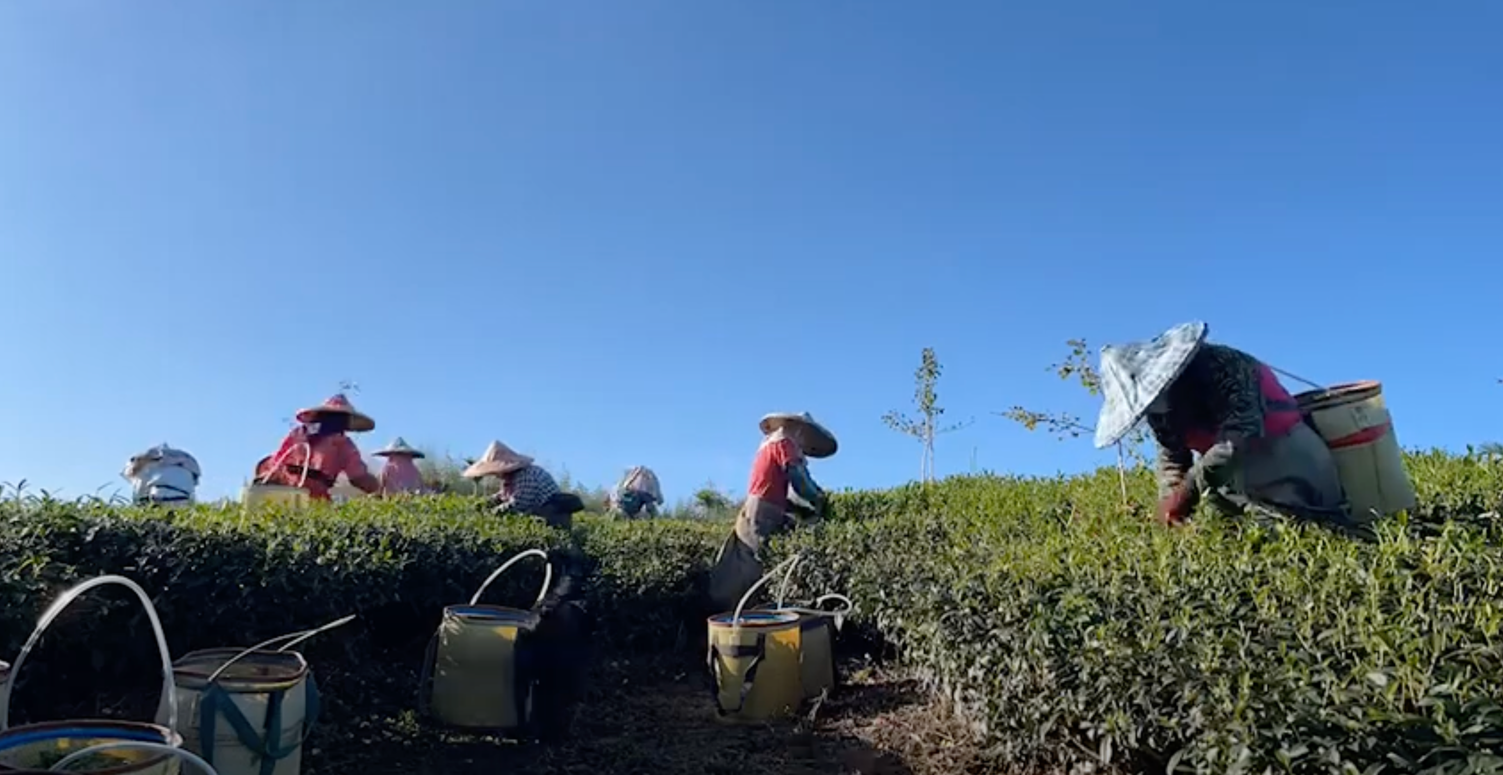 Load video: Taiwanese Farmers