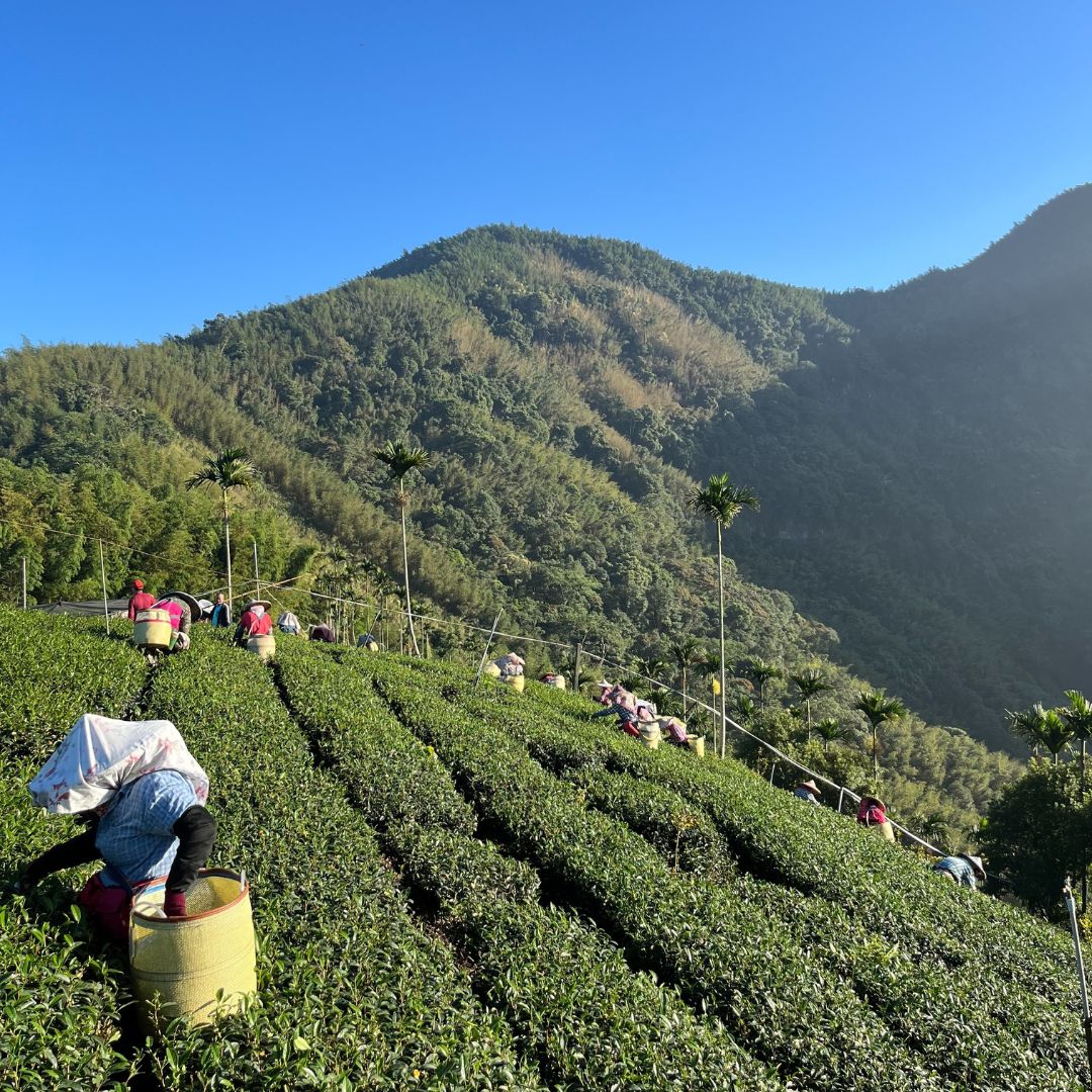 Alishan High Mountain Black Tea (Black Tea)