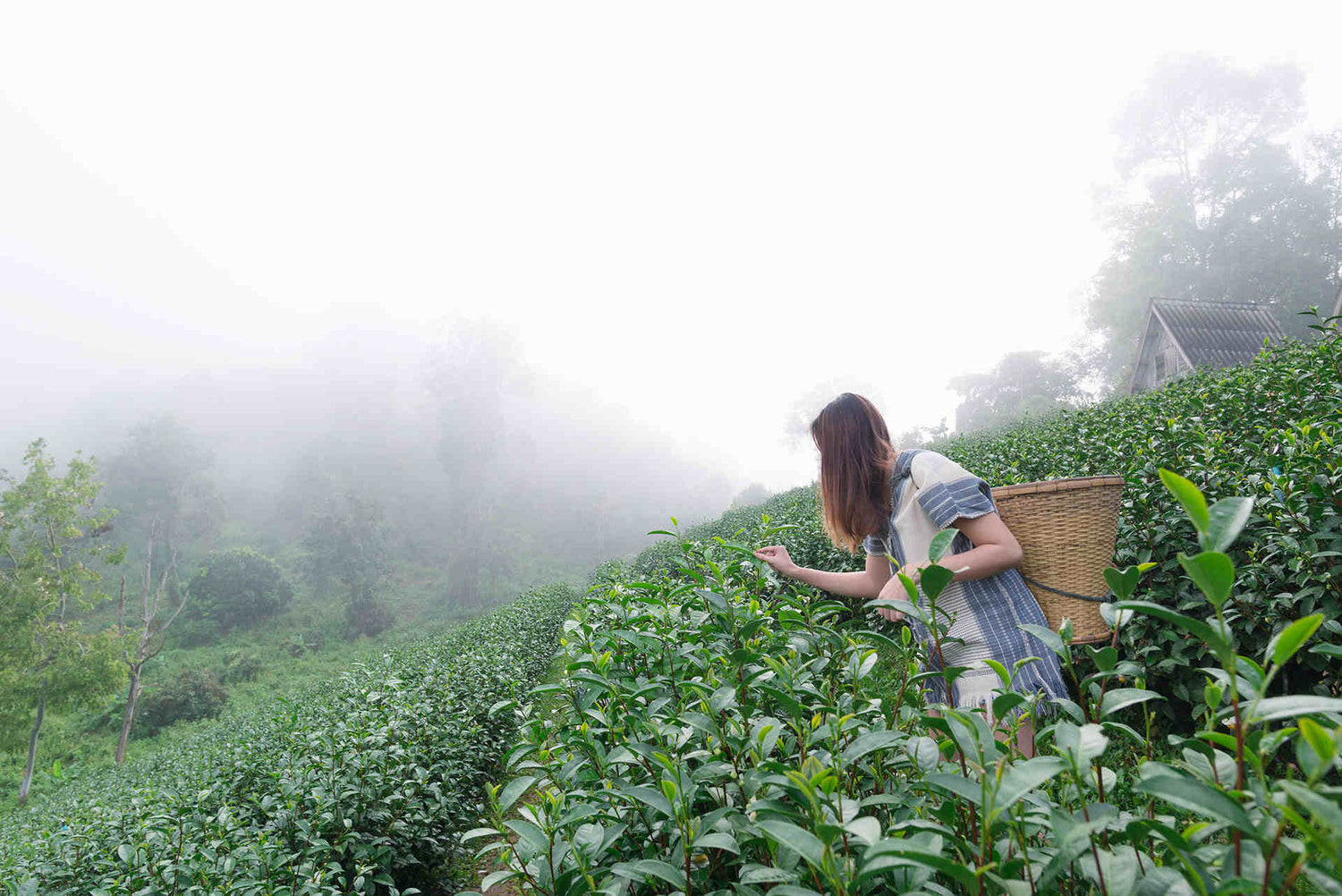 Alishan Tea Farming